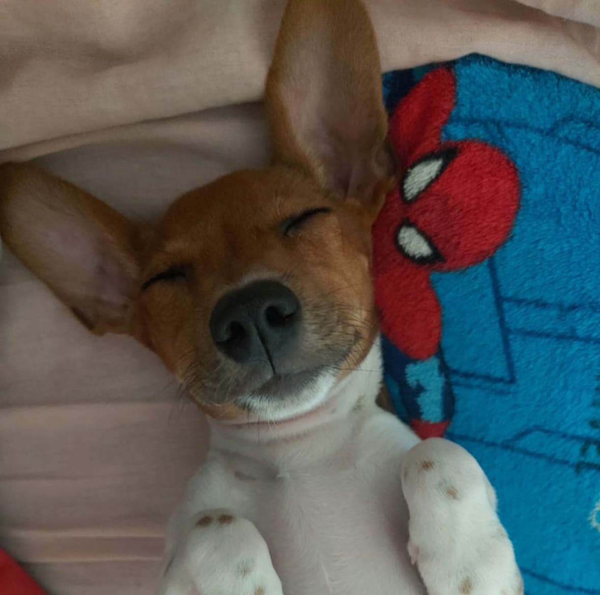 Puppy photo 2
