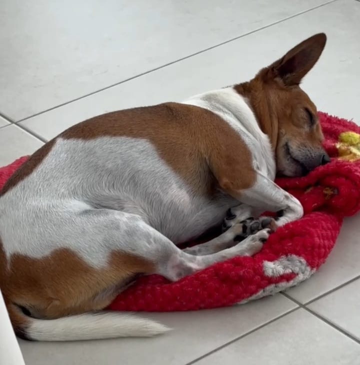 Frederico the dog
